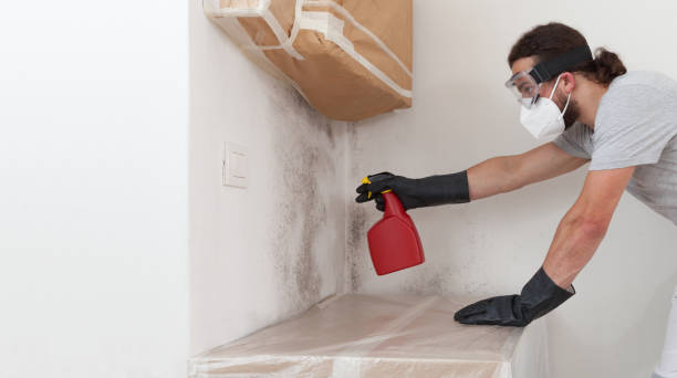 Professional Mold Removal technician working in Havertown, PA